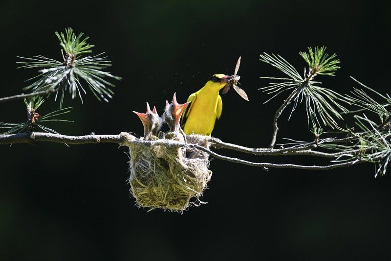 THE BEAUTIFUL SCENEphoto preview