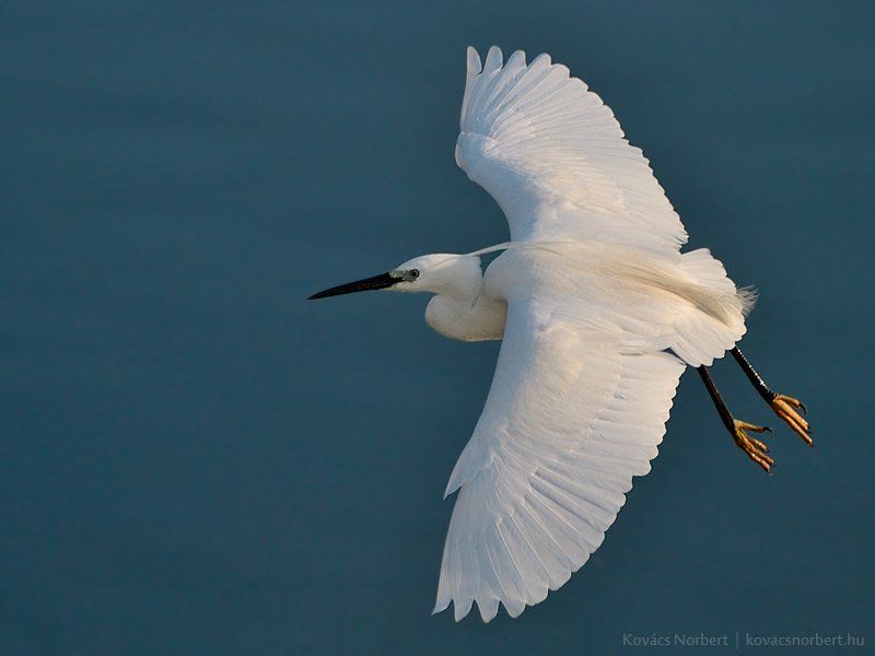 Little Egretphoto preview