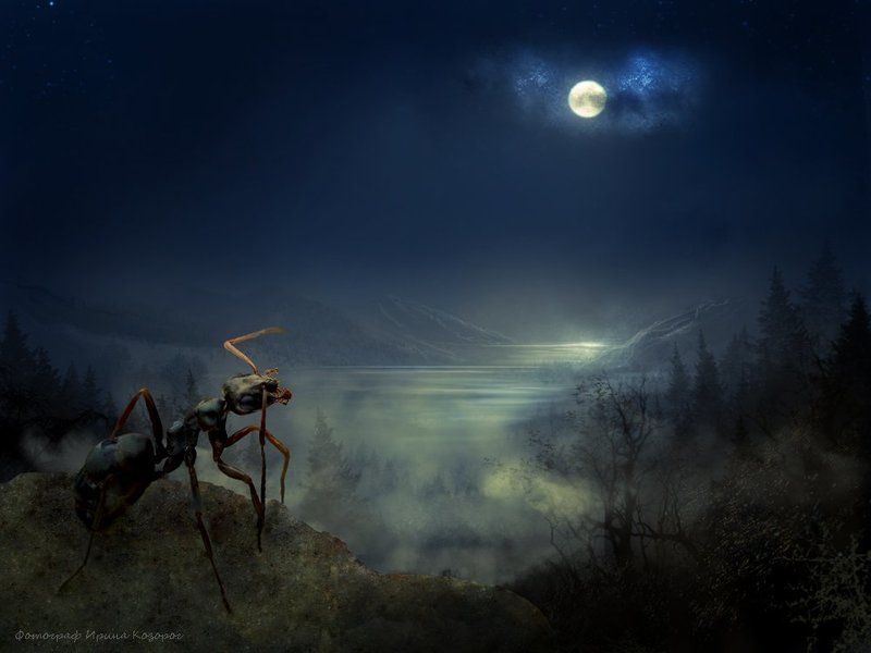 World of antsphoto preview