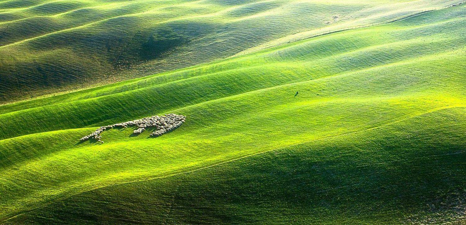 Shepherd .... Автор: Boguslaw Strempel , Boguslaw Strempel