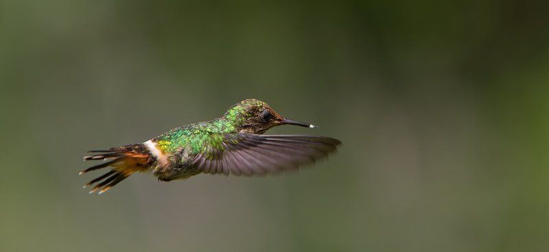 Бразилия, Великолепный колибри-кокетка, Птицы Микроскопическиеphoto preview