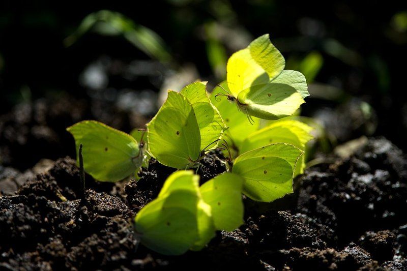 Листопадphoto preview