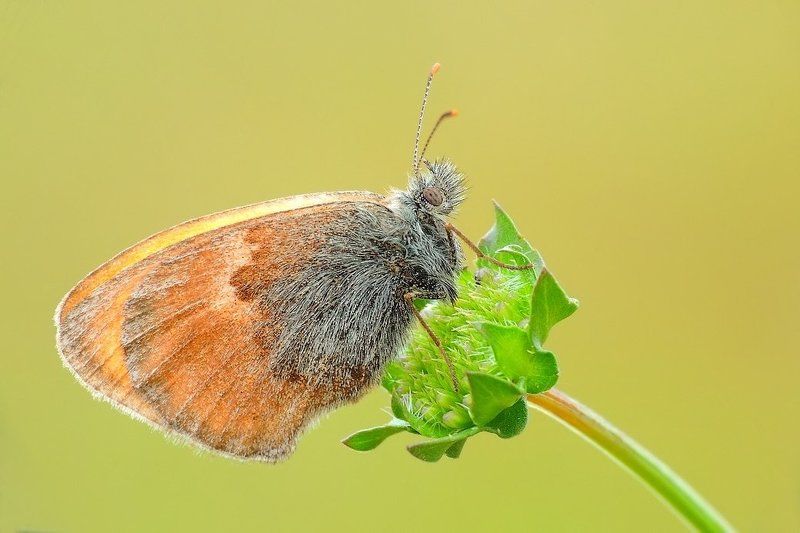 macro Fantasy...photo preview