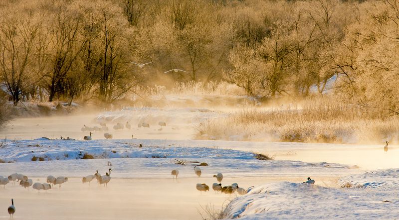 THE WINTER DREAMphoto preview