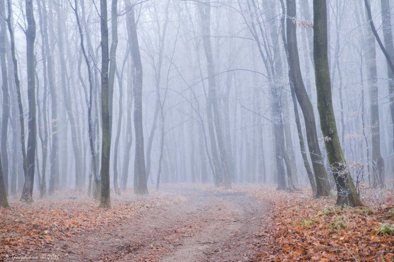 Морозное утро в лесуphoto preview