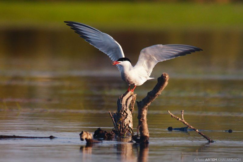 Почти орлан!photo preview