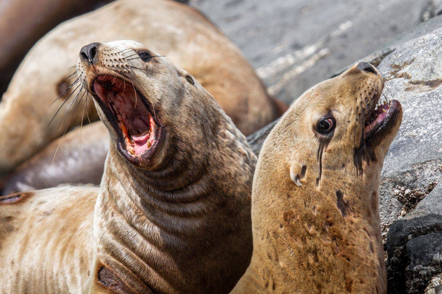 камчатка, руэкспедишн, ruexpedition, сивучи. окаен, животные, Слащилина Нина