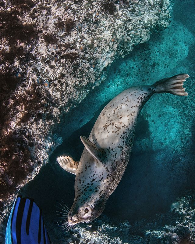 подводный мир, нерпа, Сахалин, Монерон Контактphoto preview