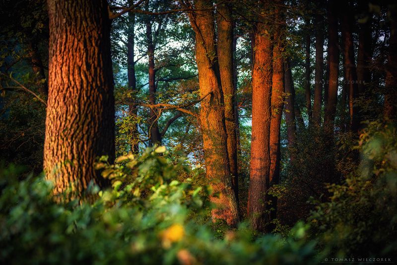 landscape, poland, light, summer, awesome, amazing, sunrise, sunset, lovely, nature, travel, forest, trees, orange, light, shadows First lightphoto preview