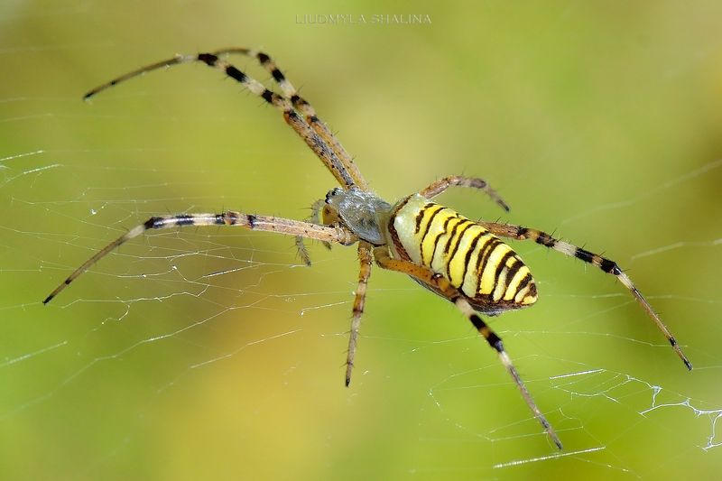 Argiope bruennichiphoto preview