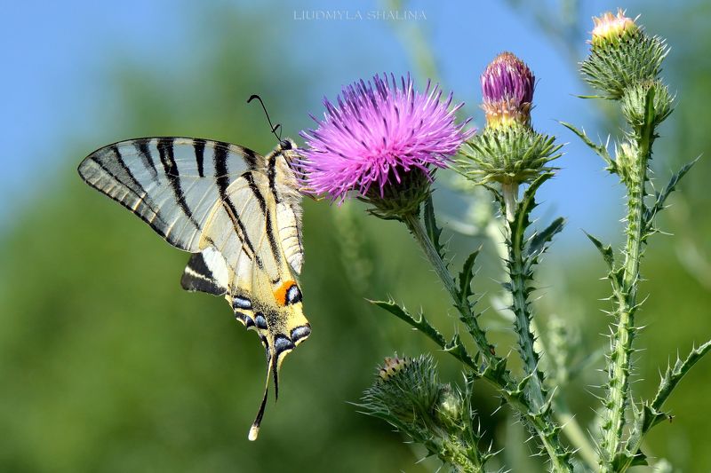 Бабочка - парусникphoto preview