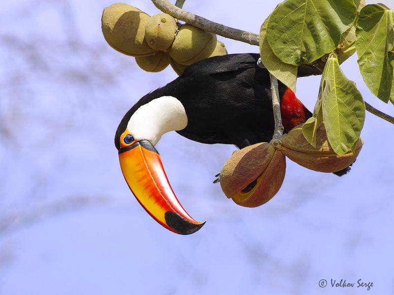 токо, тукан, птицы, природа, ramphastos toco, toco toucan, birds, pentax Токоphoto preview