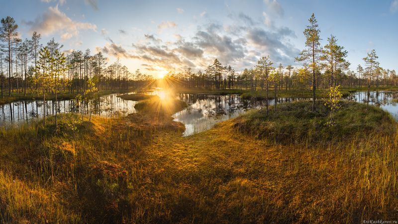 болото, болотные топи, ленобласть, ленинградская область, всеволожский район, острова, сосны \