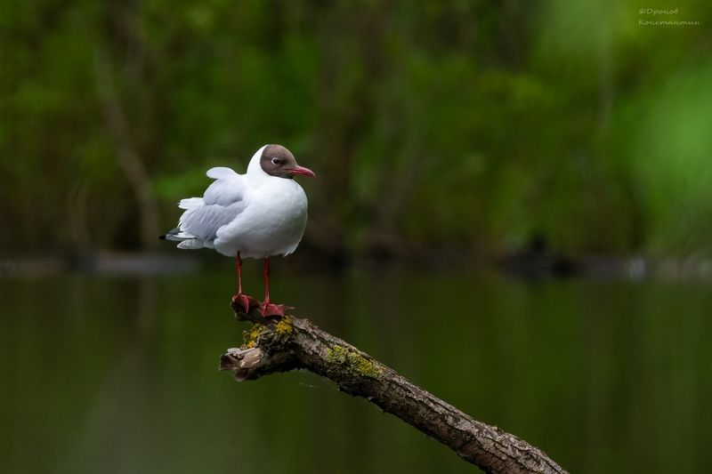 Чайкаphoto preview