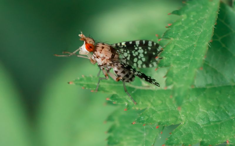 макро, природа, муха, тенница, macro, nature, fly, насекомые, insect, sciomyzidae, brachycera, marsh flies Тенница крапчатая (точечная, Trypetoptera punctulata)photo preview