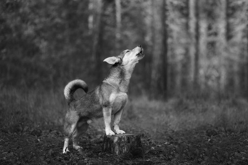 собака, животное Войphoto preview