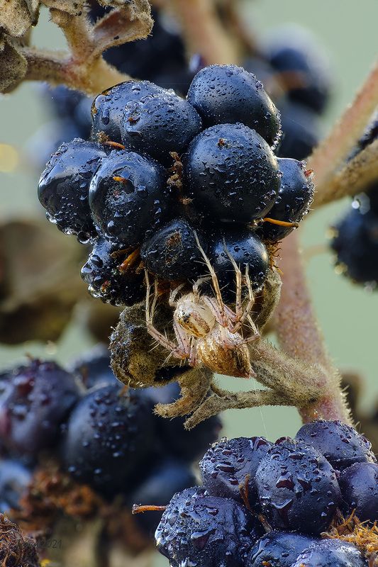 ЕЖЕВИЧНАЯ ПОЛЯНА.photo preview