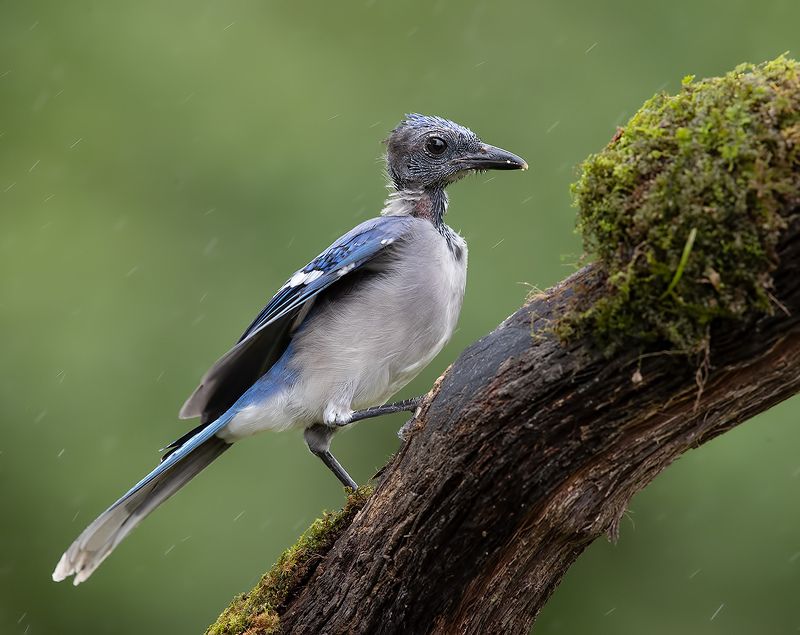 сойка, голубая сойка, jay, blue jay Линька - Голубая Сойка фото превью