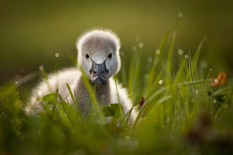 Black swane babyphoto preview