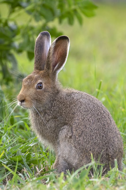 Скромнягаphoto preview