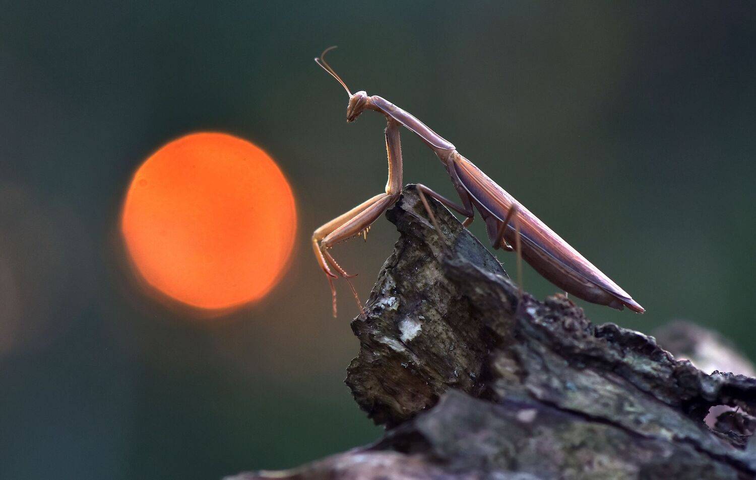 .... Автор: Макеев Алексей , Макеев Алексей