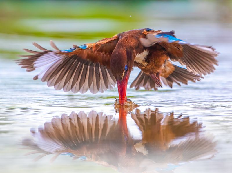 bird , vorin White-throated Kingfisher 7photo preview