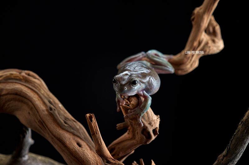 лягушка, пресмыкающееся, литория, земноводные Литорияphoto preview