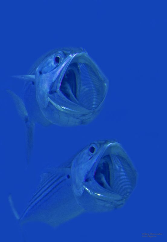 подводный мир дайвинг дайвинг сафари египет хургада обучение дайвингу zhoglo  красное море Еперный театрphoto preview