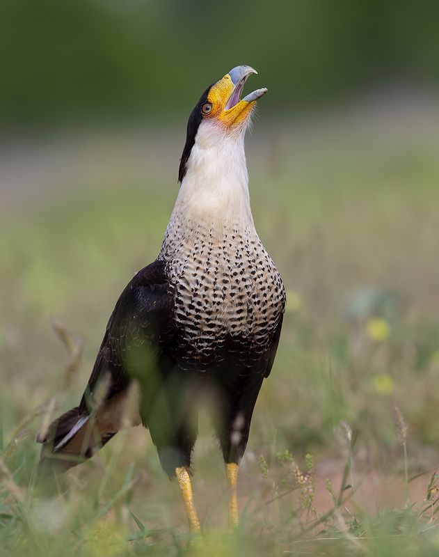 каракара, crested caracara, caracara, tx, texas, хищные птицы Каракара - Crested Caracaraphoto preview
