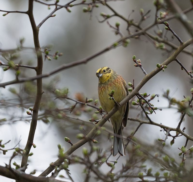 природа, птицы, овсянка Интересно...photo preview