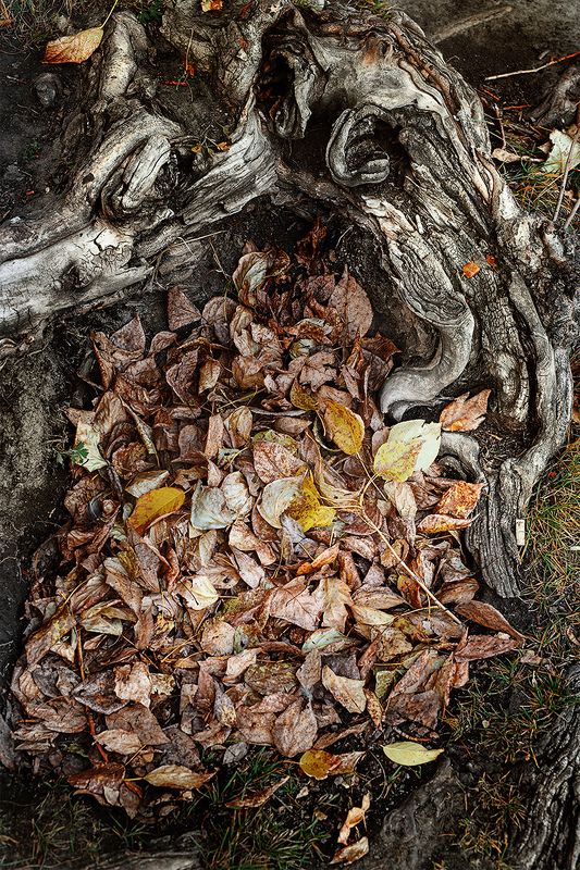 #autumn #leaf #naturephotography #nature #forest #yellow #season #plant #pattern #multicolor #colors #dry #tree #photography #photographer #ekaterinburg Осень...photo preview