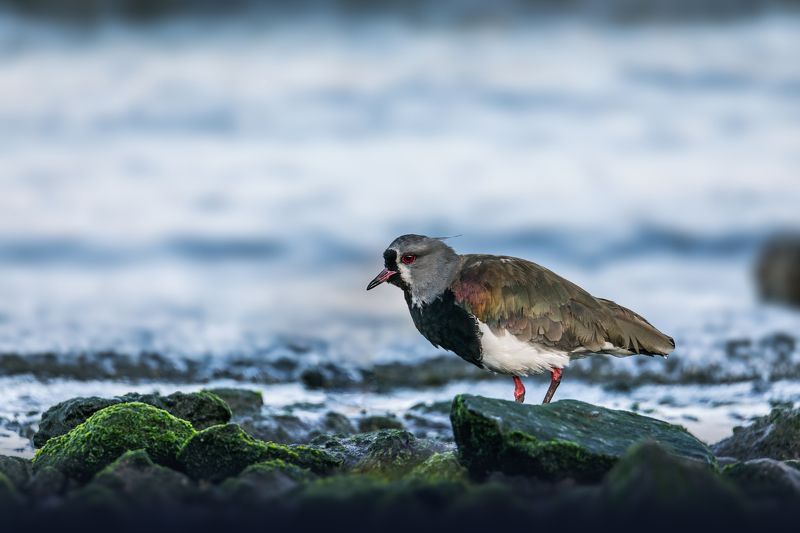 birds, animals, wildlife, the southern lapwing, nature, птицы, кайенская пигалица, природа, животные Вечерняя прогулкаphoto preview