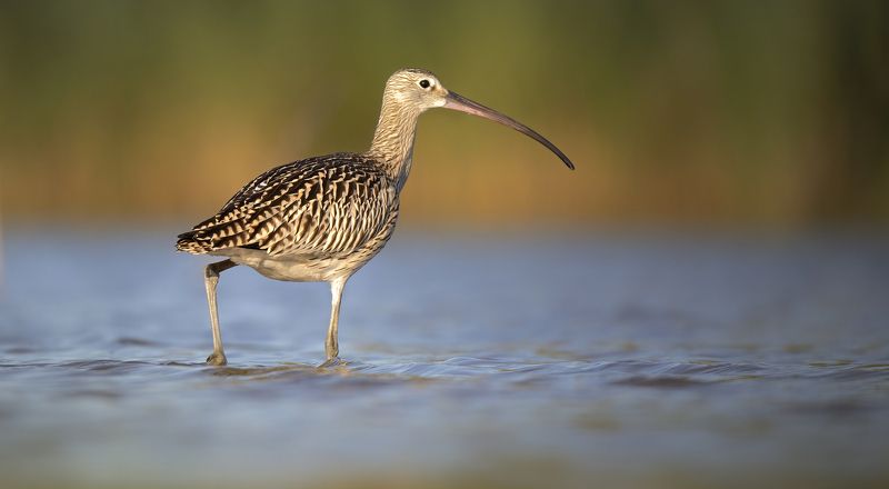 kulik wielkiphoto preview