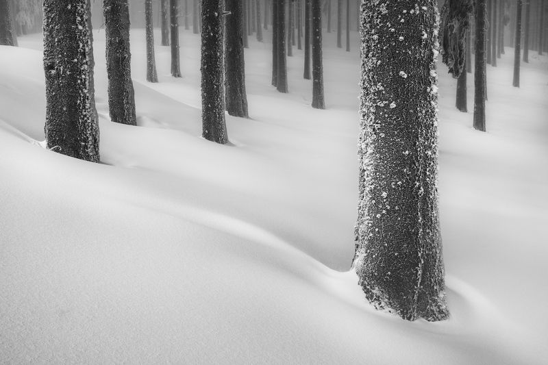 In the woodsphoto preview