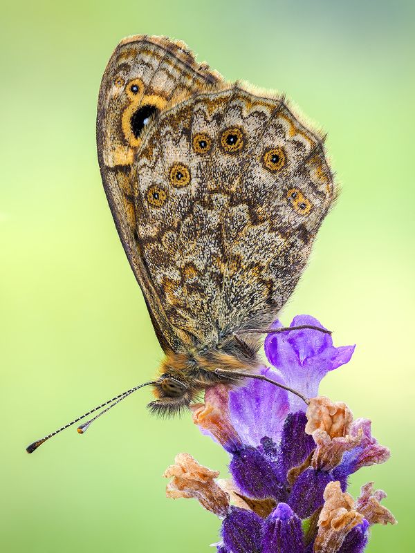 irass, waledzik, nat geo, olympus, close up, macro, extreme macro, макро Lasiommata petropolitana.photo preview