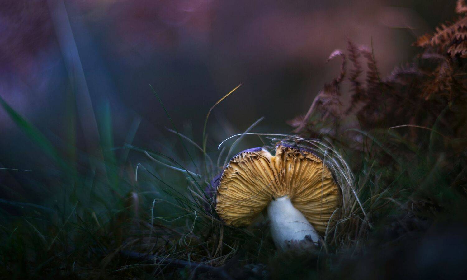 green,bokeh,zenit,helios,85mm,mushroom,nature,blue, Борислав Алексиев