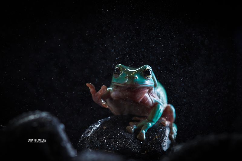 литория, лягушка, экзотика, земноводные Литорияphoto preview
