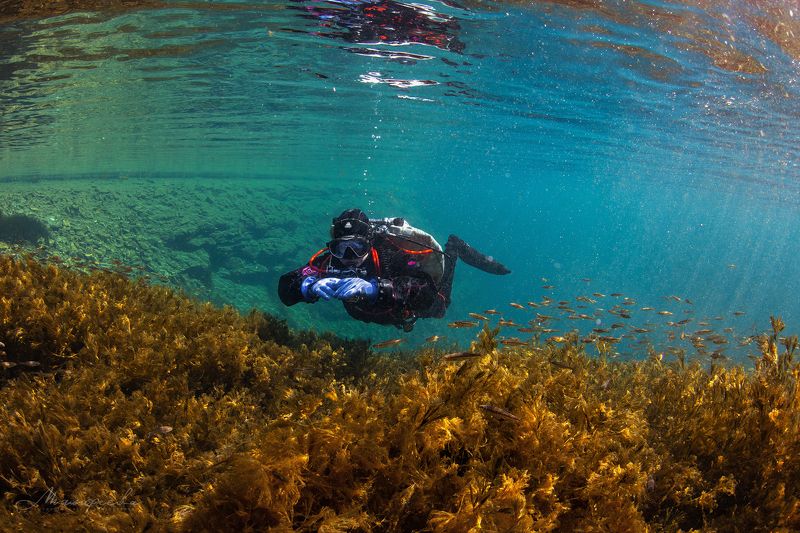 подводное фото, налим, вода, дайвер, источник photo preview