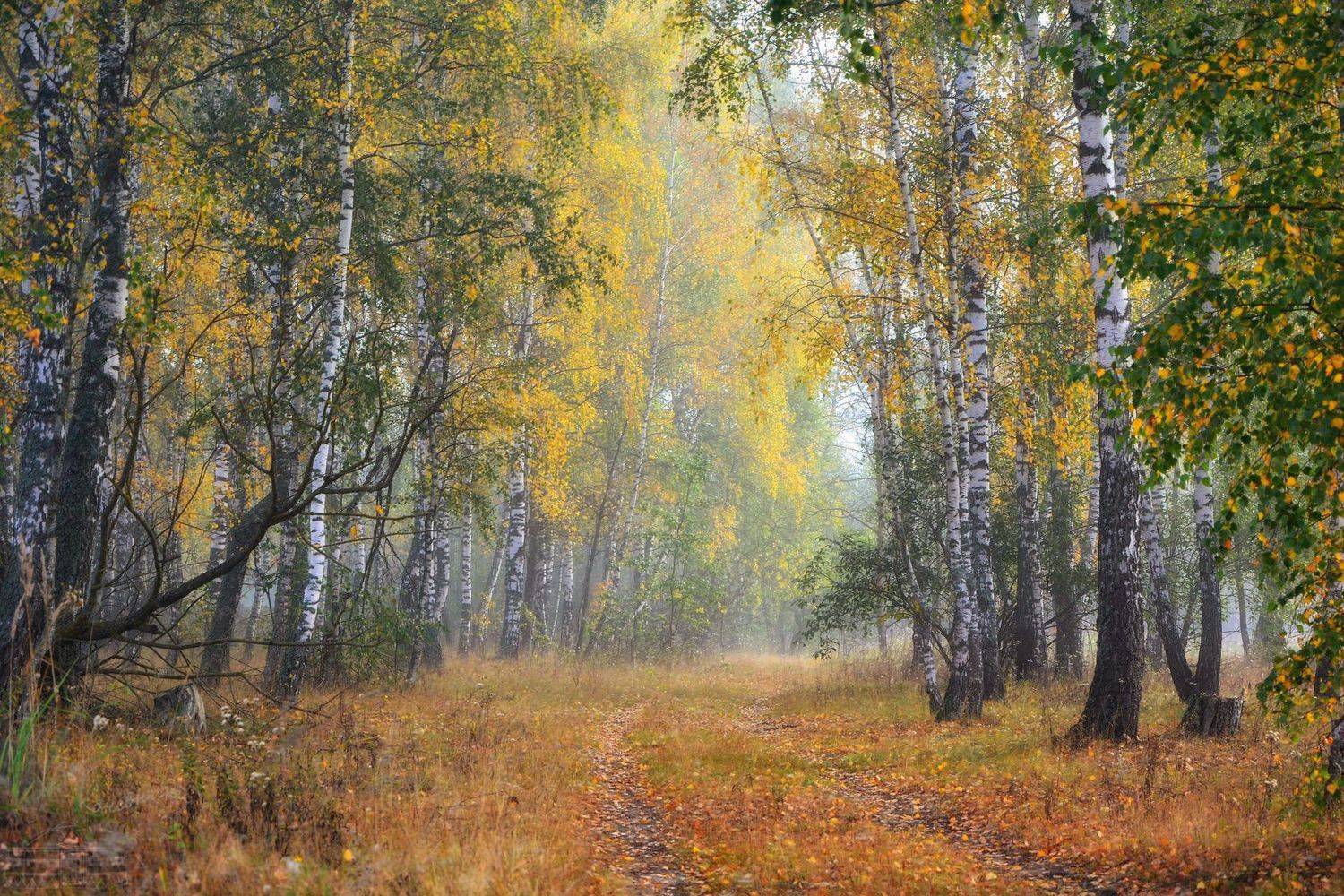 Осеннее утро. Автор: Юлия Абрамова осень, утро, лес, березы, листва, туман, туманное утро, Юлия Абрамова