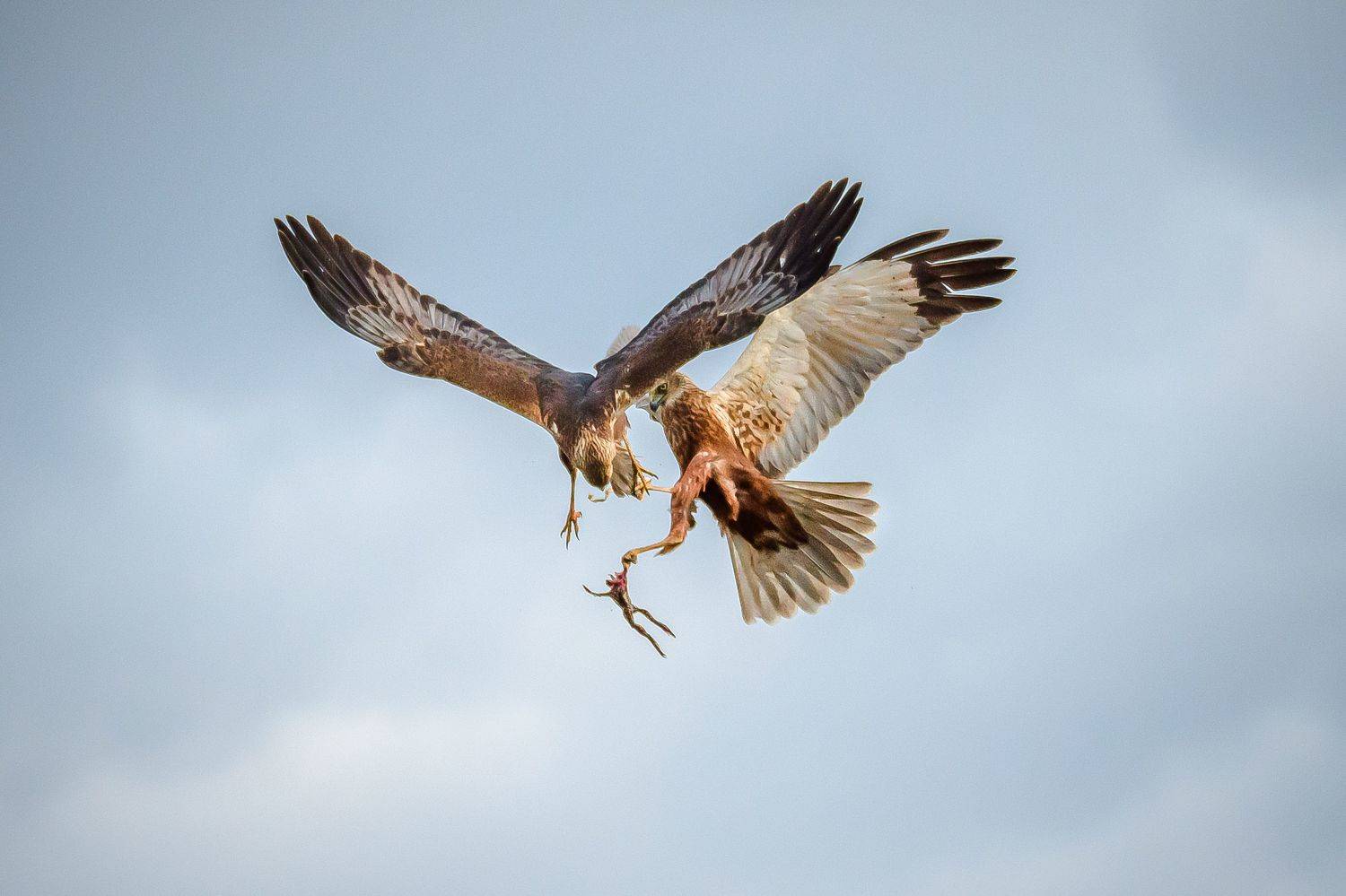 Воздушный бой. Автор: Ксения Соварцева болотный лунь, битво, бой, хищник, circus aeruginosus, в воздухе, Ксения Соварцева