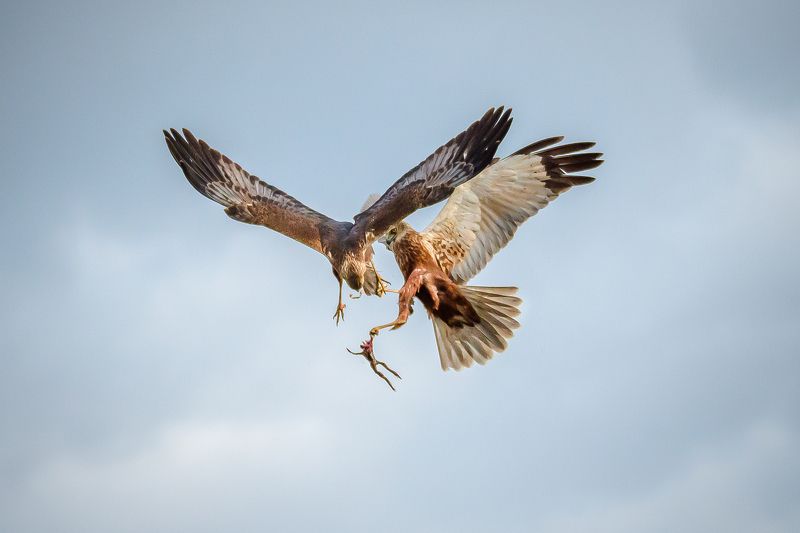 болотный лунь, битво, бой, хищник, circus aeruginosus, в воздухе Воздушный бойphoto preview