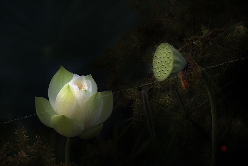 Lotus #5photo preview