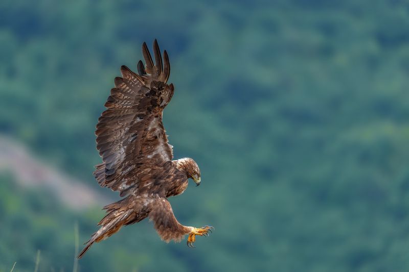 Golden eagle /Aquila chrysaetos/...photo preview