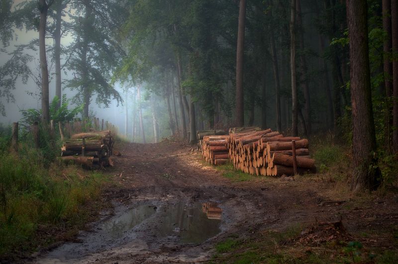 from forest wanderings...photo preview