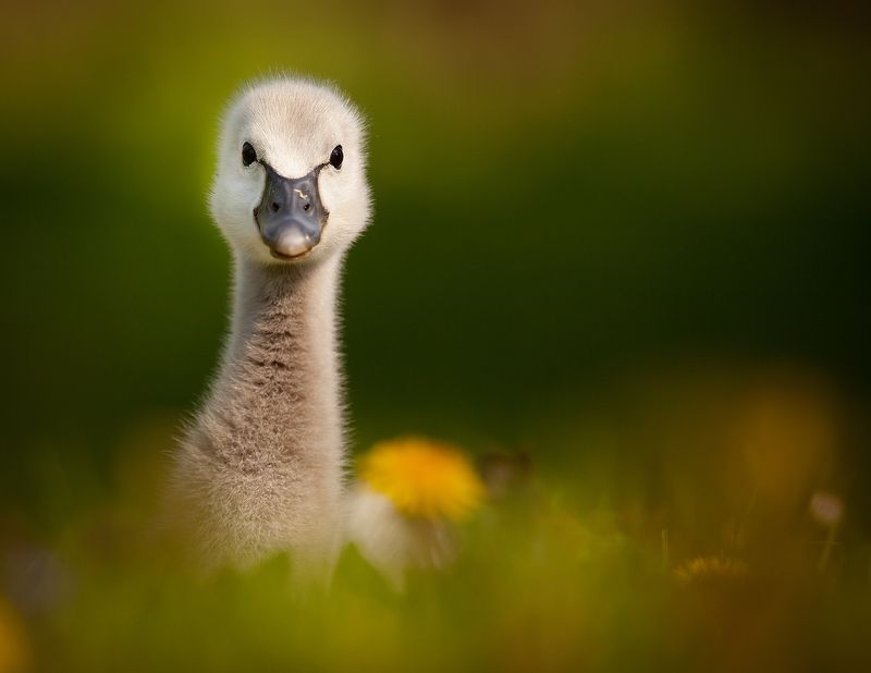 Black swan babyphoto preview