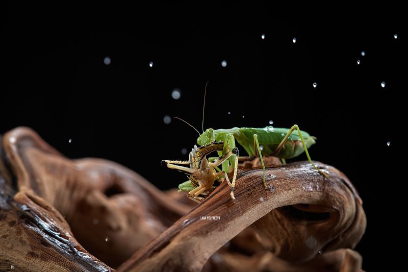 богомол, насекомое Ужин под дождемphoto preview