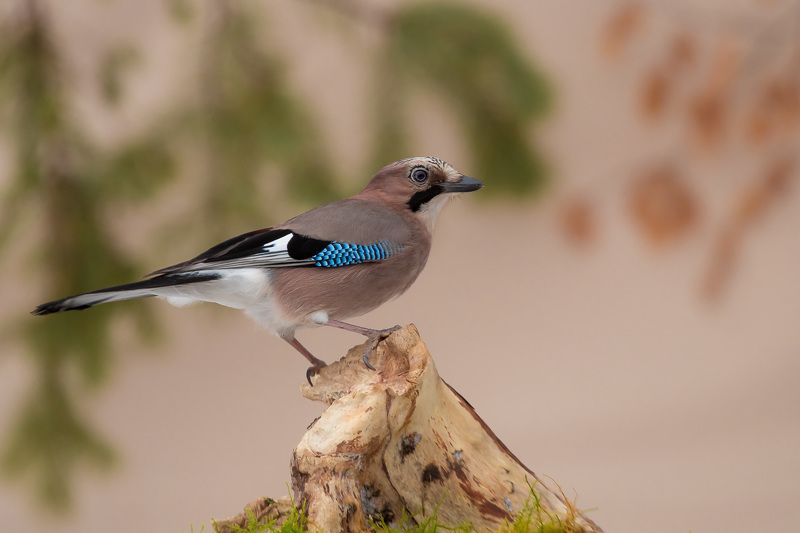 birds, jay, wildlife, птицы, сойка Сойкаphoto preview