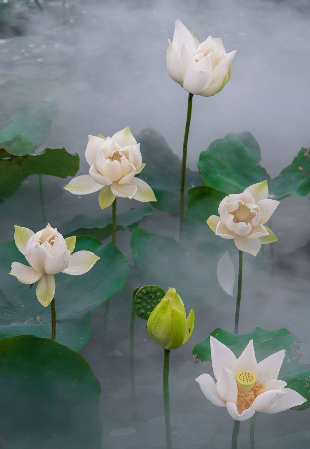 White Lotus Flower . Автор: Anh Tuấn Trần Landscape, Flower, Lotus, Nikon, Vietnam, Anh Tuấn Trần