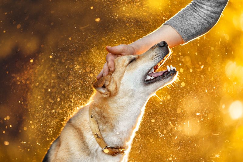 Друг photo preview