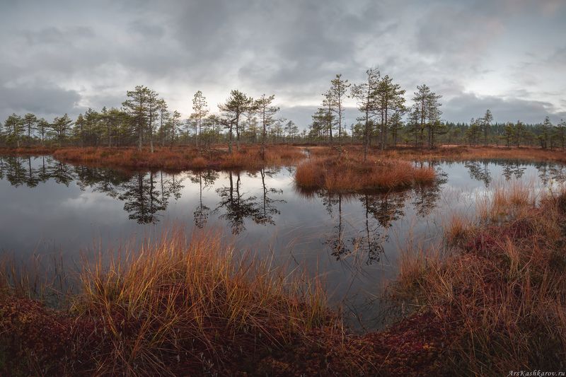 болото, болотные топи, ленобласть, ленинградская область, острова, сосны, отражение, осень \